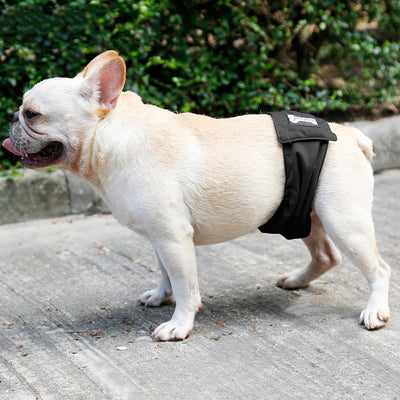 Pañal Sanitario Lavable para Perros Macho con Arnés de Sujeción