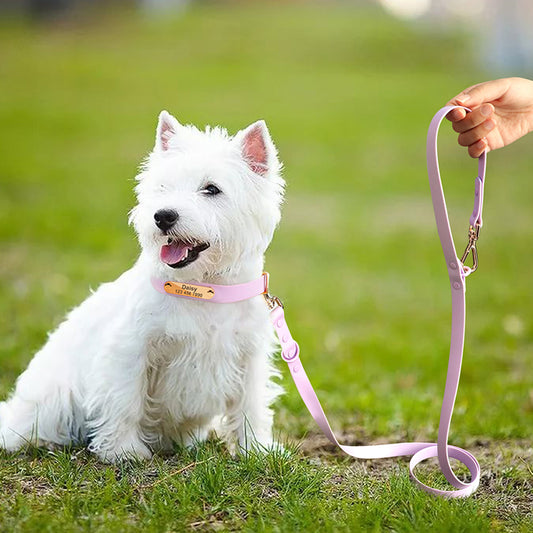 Correa con Collar Mediano para Perros Teddy