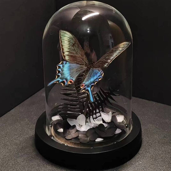 Cinturón Verde con Especímenes de Mariposas Reales en Vitrina de Cristal