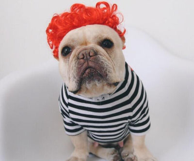 Peluca Divertida para Mascotas - Accesorios Cómicos y Creativos - Image 3