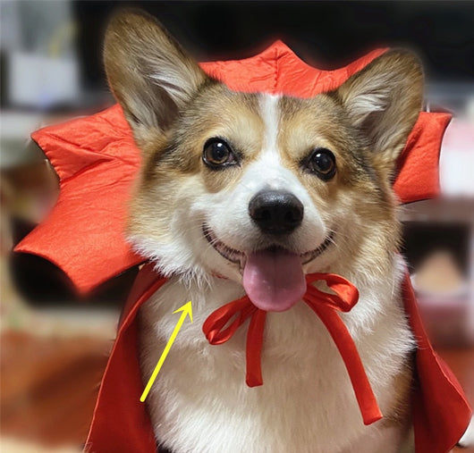 Capa de Vampiro Rey para Mascotas - Disfraz Halloween - Image 11