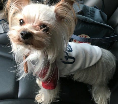 Suéter para Perro con Bordado de Letras y Diseño Fashion - Image 3