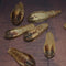 Carambola