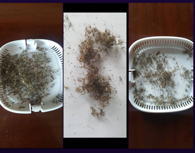 Repelente Eléctrico de Mosquitos de Inserción - Image 7