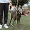 Correa Antipullback para Perros - Diseño Resistente y Seguro