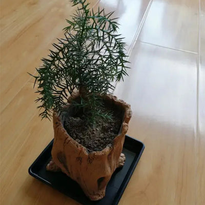 Maceta Decorativa de Madera Retro con Raíces Naturales - Image 13