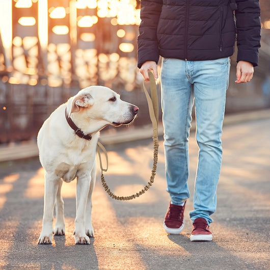 Correa Retráctil de Seguridad para Perros Grandes - Tecnología Antiroturas - Image 10
