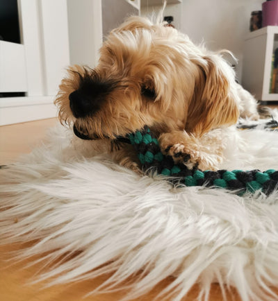 Telescopic dog teasing rod toy with black foam grip and multiple colorful rope attachments, including a carrying bag. - Image 18