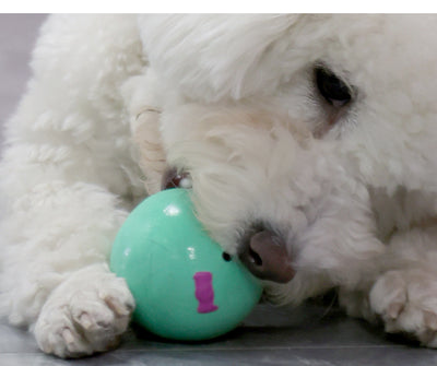 Juguete de Látex para Perros Pequeños y Medianos con Sonido - Huevo Multicolor - Image 12