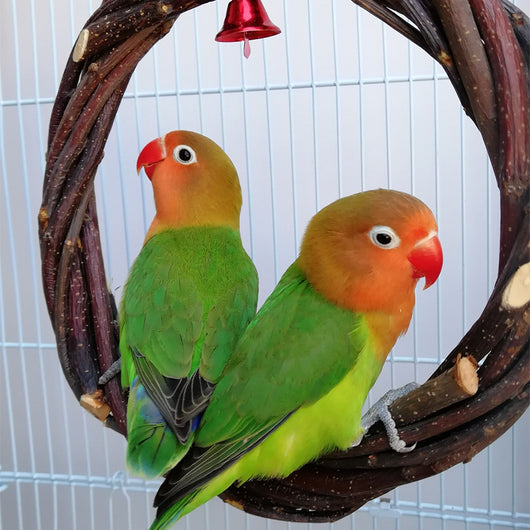 A green and red lovebird perches on a natural wood branch perch, mounted inside a white wire bird cage. - Image 3
