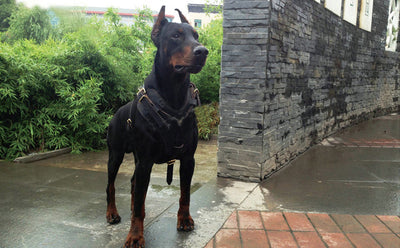 Arnés de Pecho y Espalda para Mascotas en Cuero Genuino - Image 7