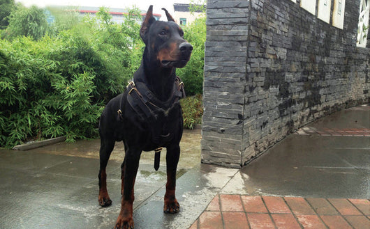 Arnés de Pecho y Espalda para Mascotas en Cuero Genuino - Image 7