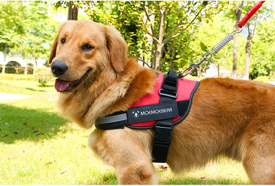 Arnés Pectoral para Perros de Tela Oxford - Image 16