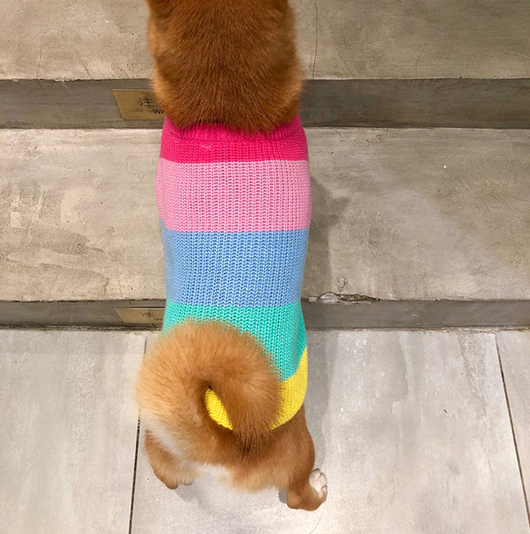 Suéter Arcoíris para Perros Pequeños y Cachorros - Image 14