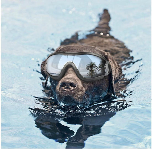 Gafas de Protección Solar UV para Mascotas - Resistentes al Agua y Viento - Image 4