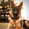 Collar de Nylon para Perros Medianos y Grandes