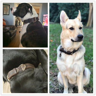 Collar para Perro de Cuero Genuino - Image 12