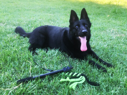 Telescopic dog teasing rod toy with black foam grip and multiple colorful rope attachments, including a carrying bag. - Image 21