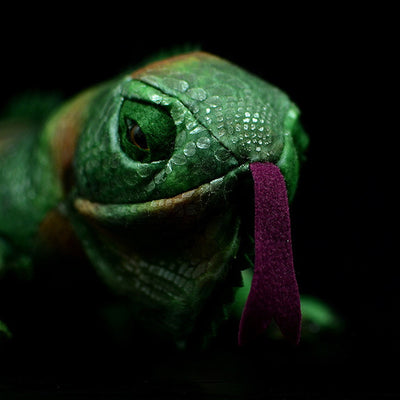 Peluche Iguana Verde Realista - Juguete Suave y Adorable - Image 8