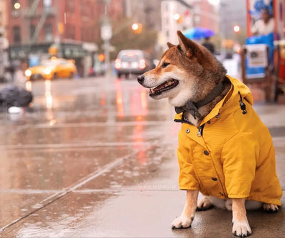 Impermeable para Perros - Abrigo Protector Contra Lluvia - Image 31