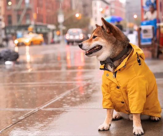 Impermeable para Perros - Abrigo Protector Contra Lluvia - Image 31