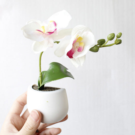 Imanes Decorativos de Suculentas para Refrigerador - Mini Plantas Magnéticas - Image 11