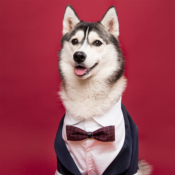 Traje Formal para Perro con Diseño de Cola de Golondrina