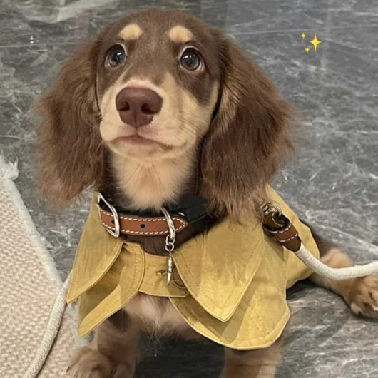 Abrigo Estilo Británico para Perros Pequeños - Cortavientos Elegante