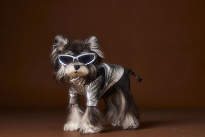 Chaqueta de Cuero Plateado Desgastado Teddy Schnauzer Bichon - Image 5