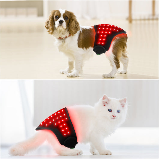 Cinturón de Fototerapia Infrarroja para Mascotas - Image 2