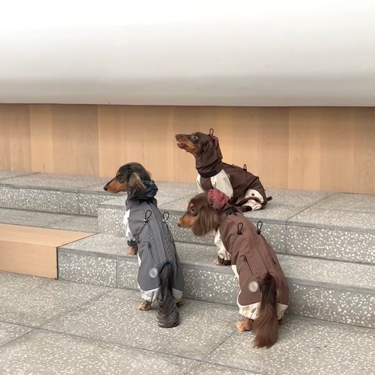 Abrigo Impermeable para Perros Salchicha - Chaqueta de Invierno y Otoño - Image 6
