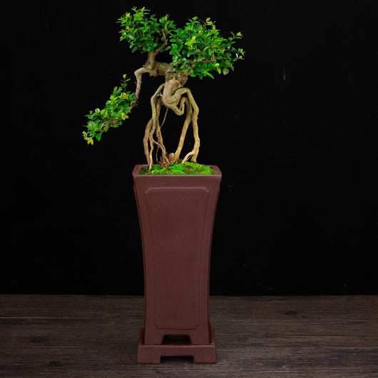 Macetas de Orquídea Cerámica Zisha Elegantes para Interior - Image 3
