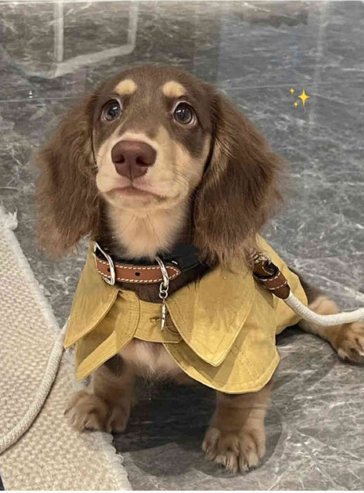 Abrigo Estilo Británico para Perros Pequeños - Cortavientos Elegante - Image 11