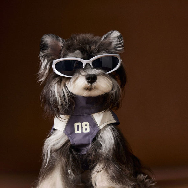 Ropa de Otoño para Perros Pequeños - Abrigos para Schnauzer, Teddy y York