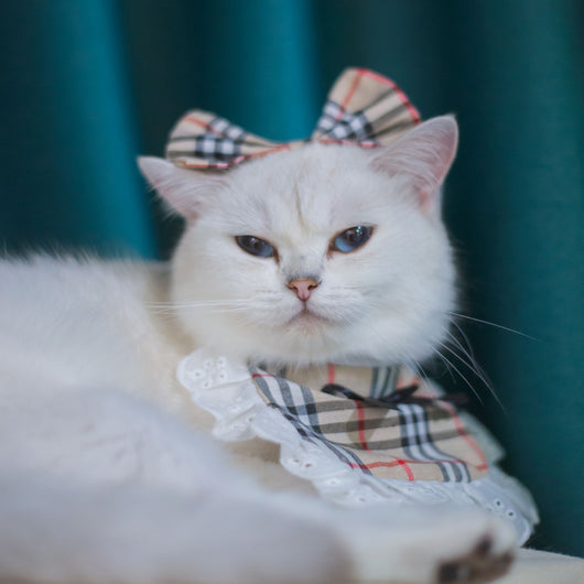 Babero Pañoleta Encaje Gato Estilo Princesa con Decoración - Image 20