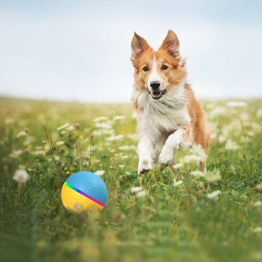 Pelota Interactiva Inteligente Resistente a Mordidas