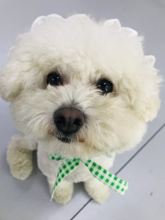 Vestido Escocés para Perro con Accesorios - Image 10