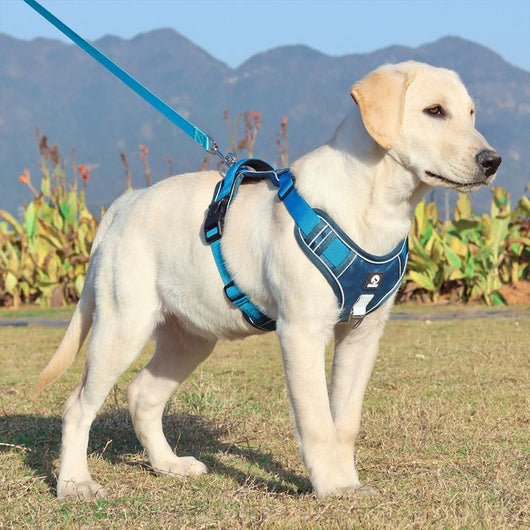 Chaleco Protector a Prueba de Explosiones para Perros Medianos y Grandes - Image 3