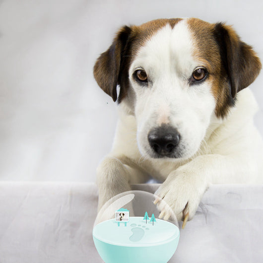 Kit DIY Huella de Mascota - Memorial Personalizado - Image 10