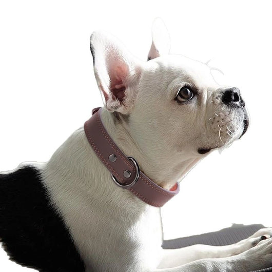 Teal leather pet collar with white stitching, dark metal buckle, and D-ring, displayed on a brown surface. - Image 5
