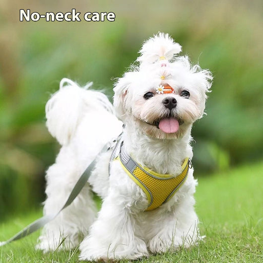 Small light brown poodle wearing an orange mesh dog vest harness with reflective trim and a retractable leash. - Image 30