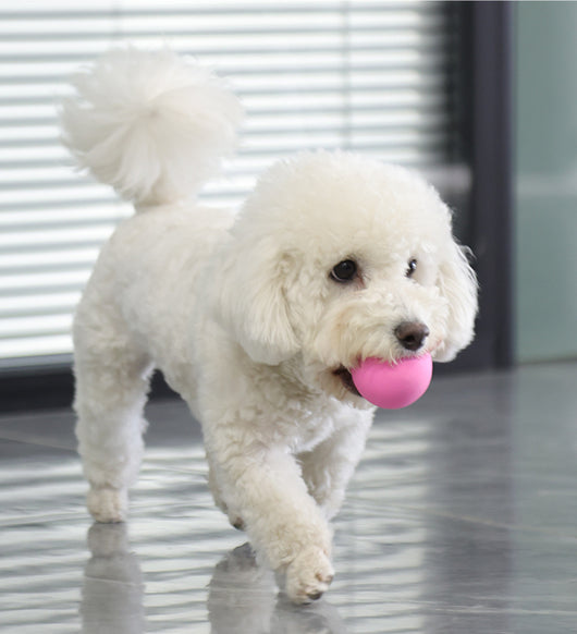 Juguete de Látex para Perros Pequeños y Medianos con Sonido - Huevo Multicolor - Image 7