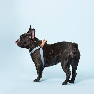 Correa de Algodón Suave para Perros - Diseño Trendy para Todas las Estaciones - Image 8