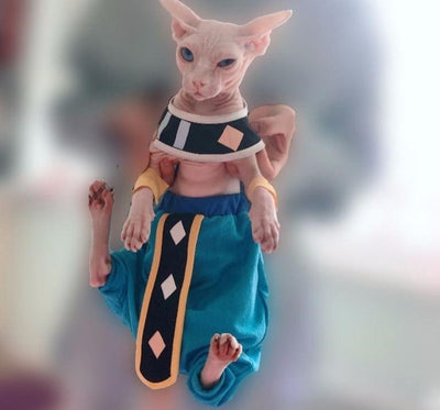Ropa Trendy para Gatos Sin Pelo - Diseño Azul Elegante - Image 4