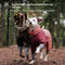 Impermeable para Perros - Abrigo Protector de Cuatro Patas