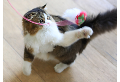 Juguete Interactivo para Gatos con Plumas y Cerdas Resistentes - Image 9
