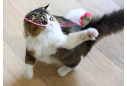 Juguete Interactivo para Gatos con Plumas y Cerdas Resistentes - Image 9