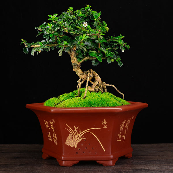 Maceta Hexagonal de Barro Yixing Púrpura Grande para Bonsái y Plantas de Sala