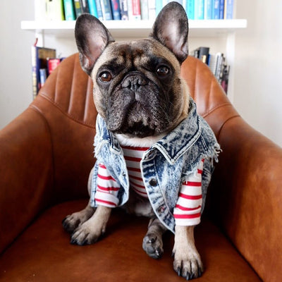 Chaqueta de Mezclilla Lavada para Perros - Ropa Cómoda y Elegante - Image 13