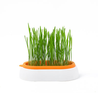 Maceta Hidropónica sin Tierra para Cultivo de Pasto de Gato - Image 5